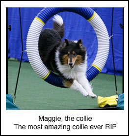 Maggie, the collie RIP